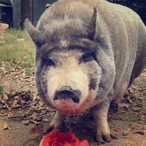 My Mama Loves Reasonable Offers 🌵🐽🌻